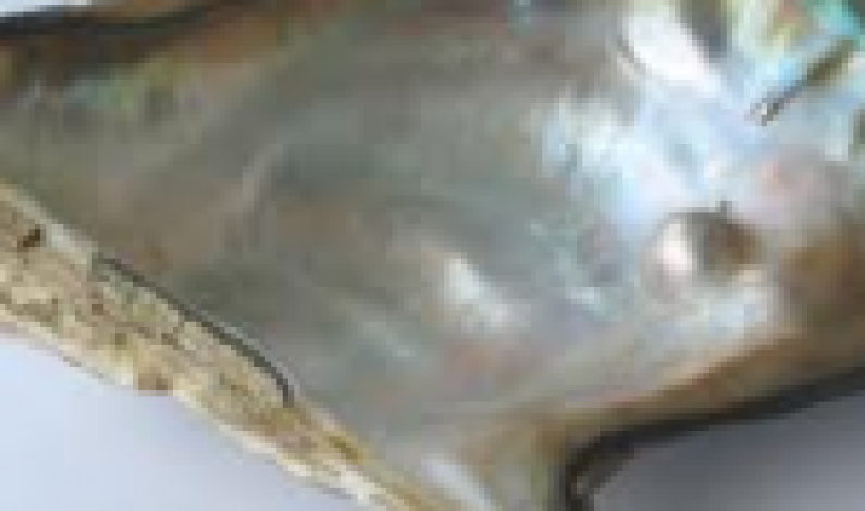 The Role Of Pearl in Astrology The Role Of Pearl in Astrology