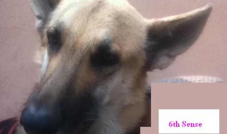 Dog’s Sixth Sense Dog’s Sixth Sense