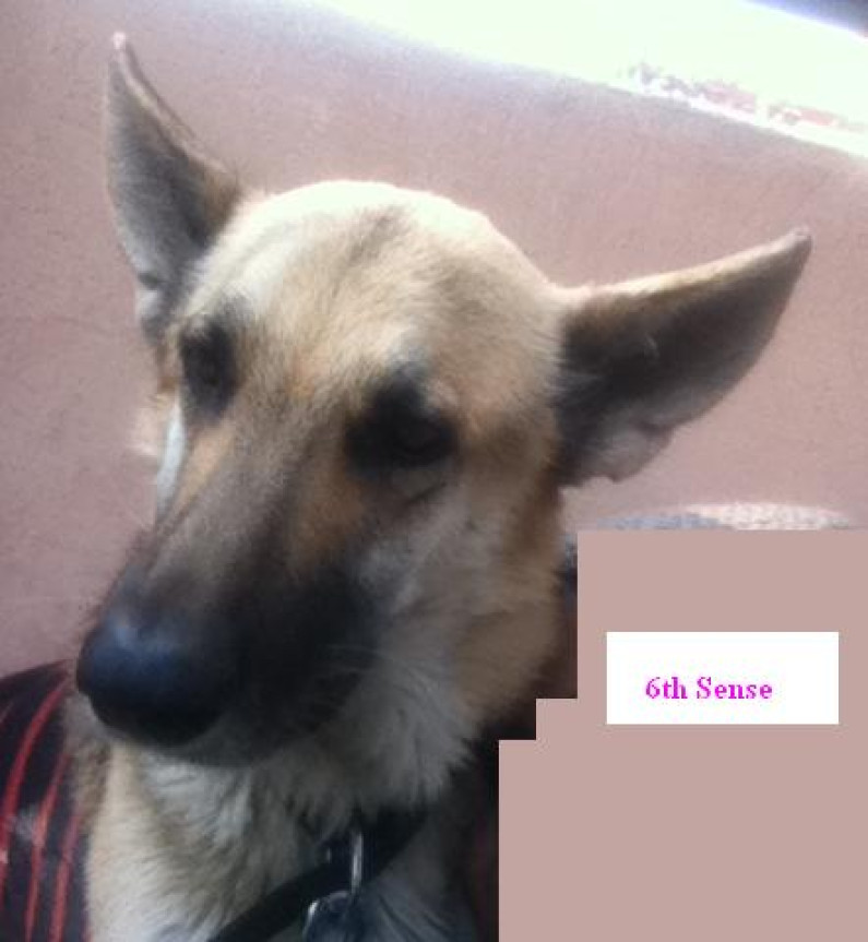 Dog’s Sixth Sense Dog’s Sixth Sense