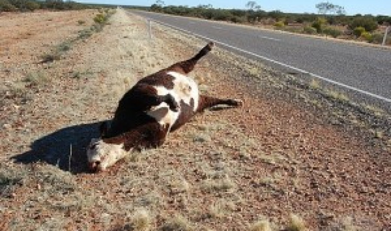 Cows In India vs Cows In West Cows In India vs Cows In West
