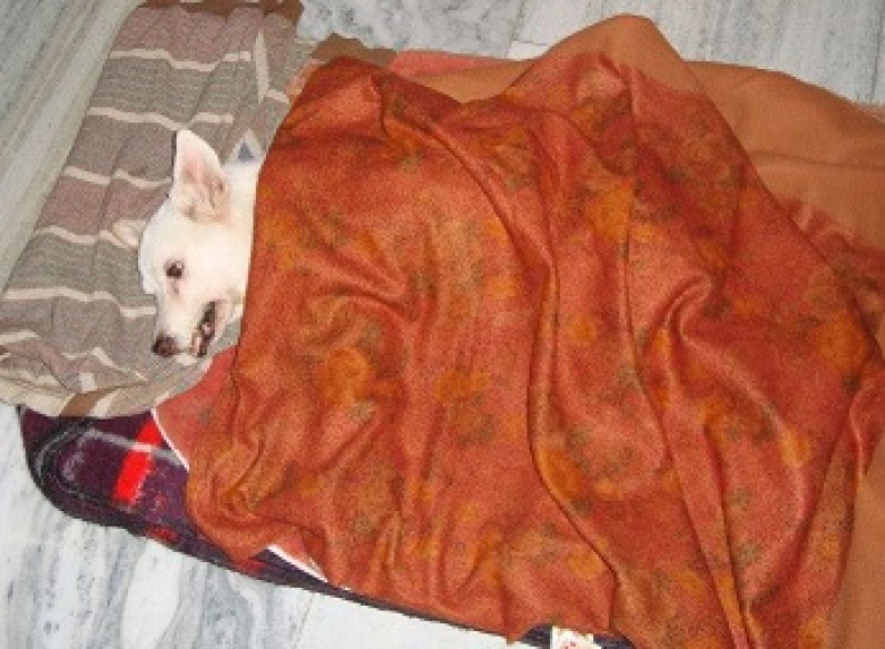Lessons From Man’s Best Friend Lessons From Man’s Best Friend
