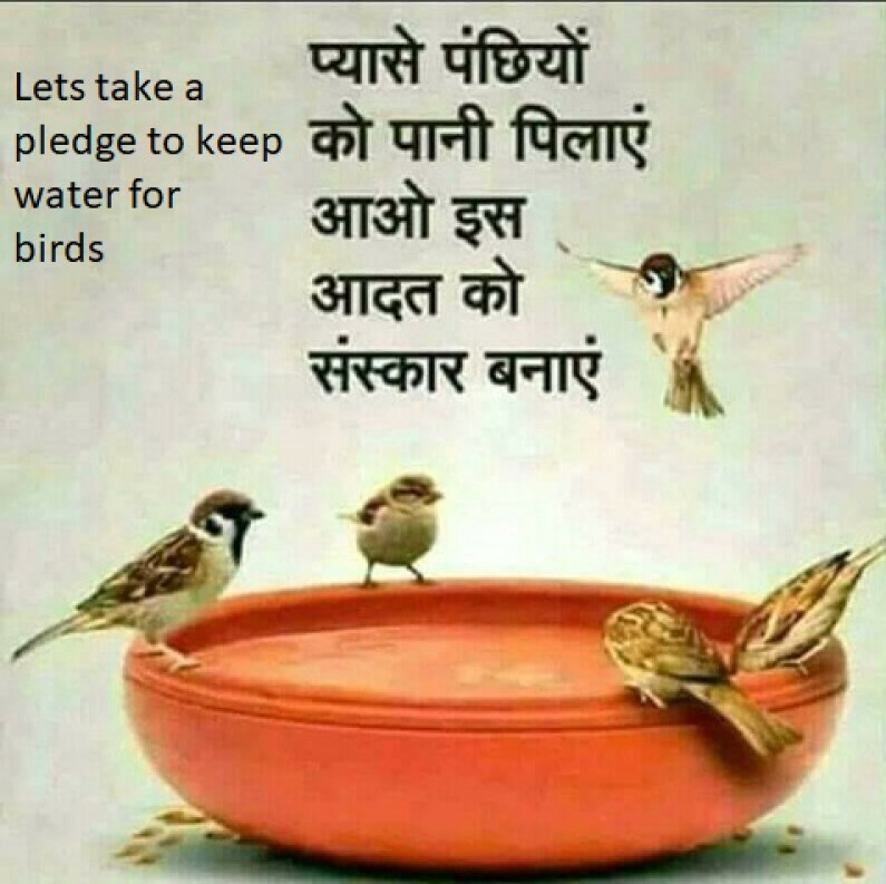 Keep Water For The Birds In Summers