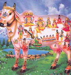 Cow Slaughter: Religion, Politics and Lifestyle