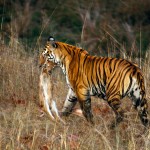 Tiger Hunting Prey