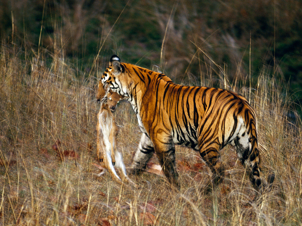 Tiger Hunting Prey