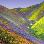 Valley of Flowers