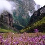 Valley of Flowers