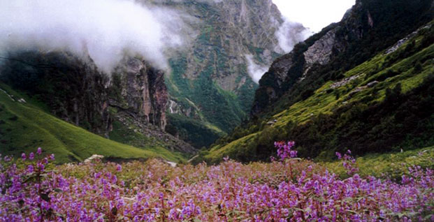 Valley of Flowers Uttrakhand