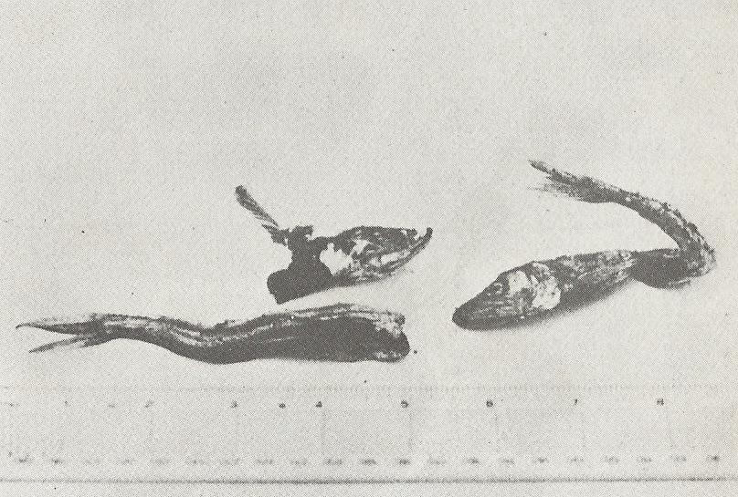 Chapter 8 Image 2