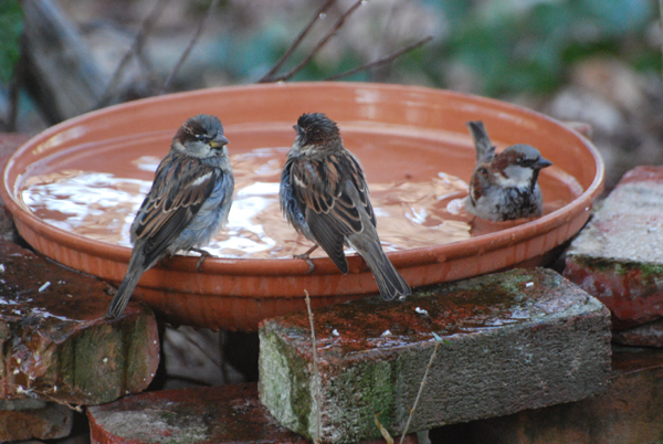 BirdsDrinkingWater