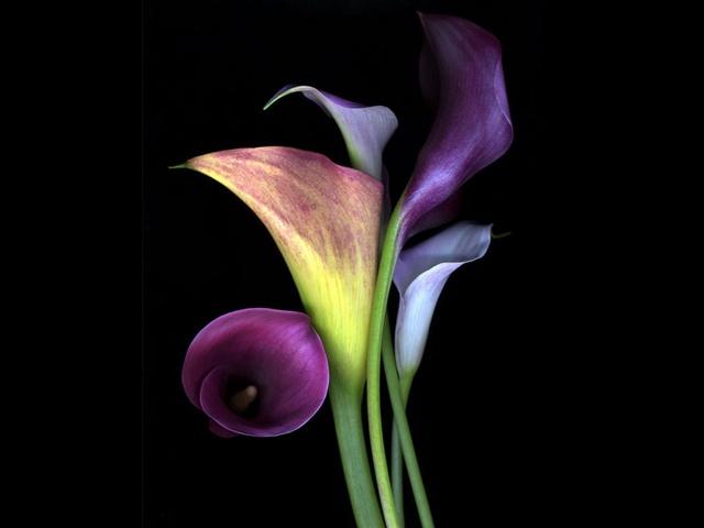 Calla-lily_43