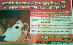Cow-election-issue