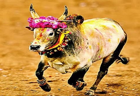 Jallikattu: The Ban Debate: Myths vs Facts Jallikattu: The Ban Debate: Myths vs Facts